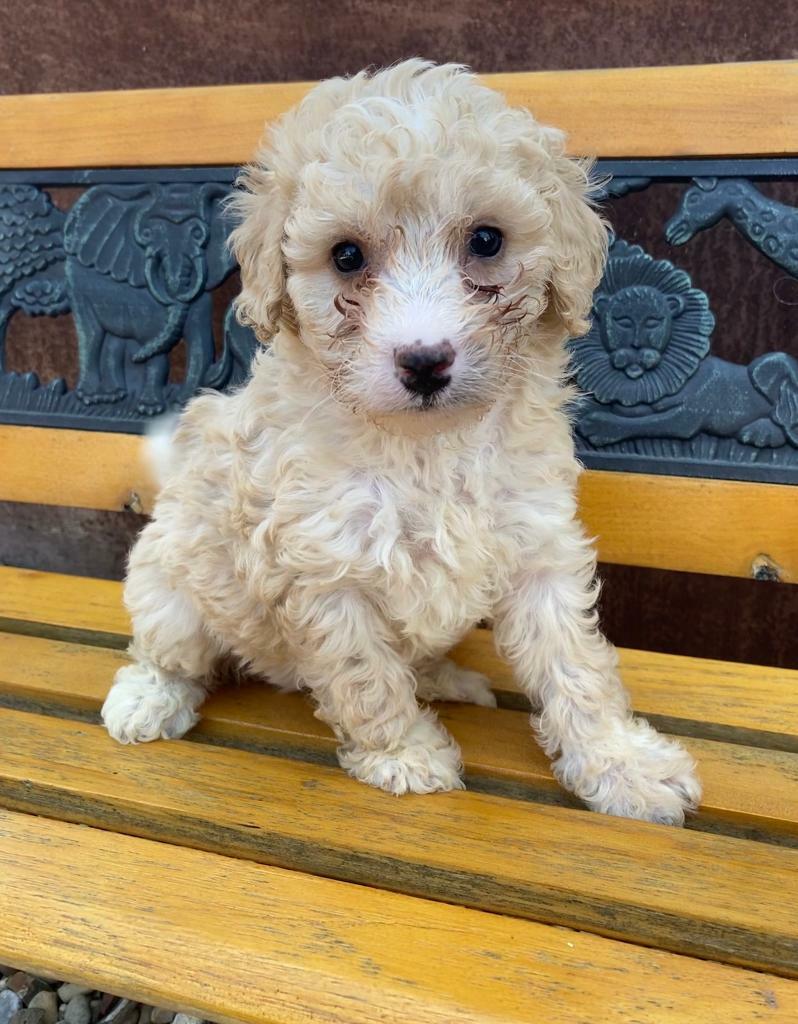 miniature poodle gumtree